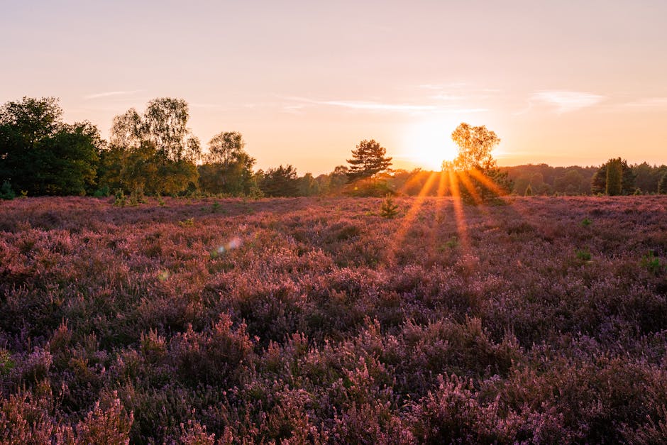 A landscape scene showing a wide field of purple heather plants stretching across the foreground, with a scattered arrangement of small trees and bushes towards the middle and background. The scene is illuminated by a setting or rising sun positioned near the horizon, casting warm orange and yellow rays across the sky and creating a glow that highlights the natural textures of the plants and foliage. The sky has a soft, pastel hue with some wispy clouds, and the environment appears calm and peaceful. This outdoor scene, captured during the golden hour, emphasizes natural beauty and tranquility, relevant to themes of home relocation and outdoor moving preparations, as it complements content about efficient packing and transport of household items in a scenic setting. The image is displayed in a horizontal format, suitable for illustrating aspects of moving logistics and scenic outdoor environments associated with house removals.